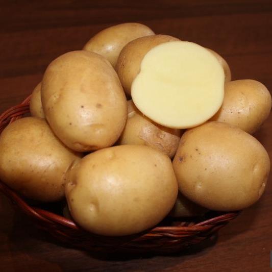 Картофель Колобок, семена