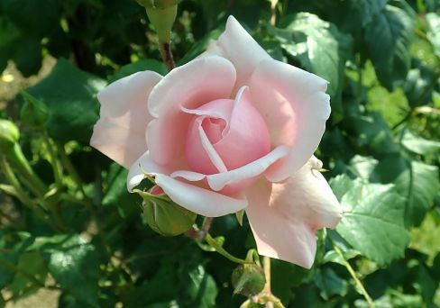 Роза чайно-гибридная Байзер
