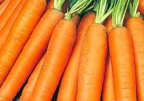 Морковь гранулированная Берликум Роял, семена 300 шт.