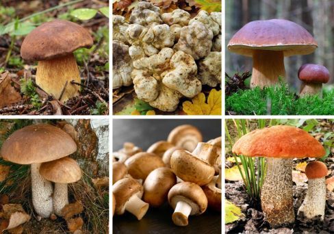 Комплект мицелия грибов 8 видов