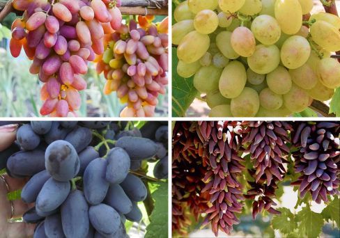Комплект винограда: Пальчики оближешь из 4 сортов