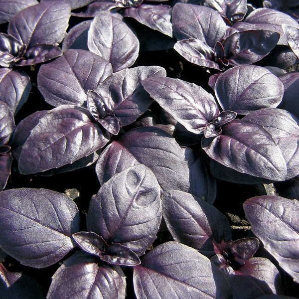 Базилик Пурпурные звезды, семена 0,1 г