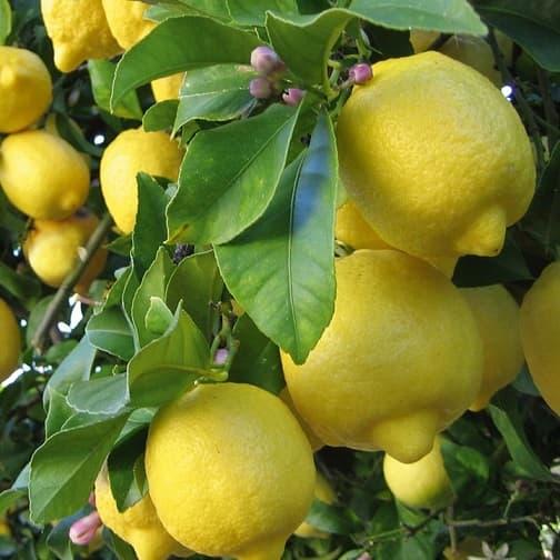 Лимон декоративный