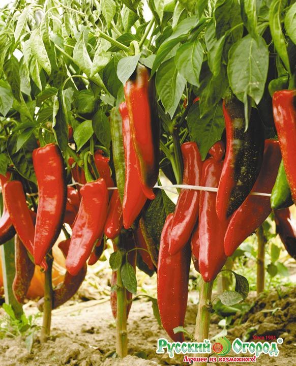 Перец острый Красный толстяк, семена – купить в магазине "КСП" с ...
