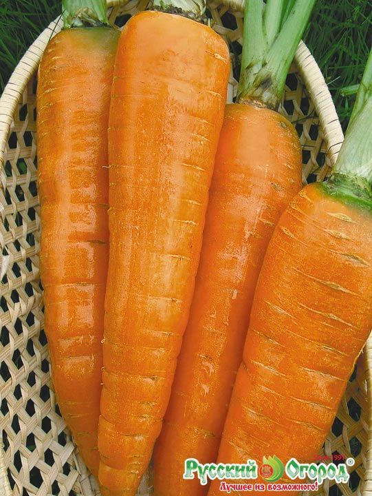 Морковь Марлинка, семена