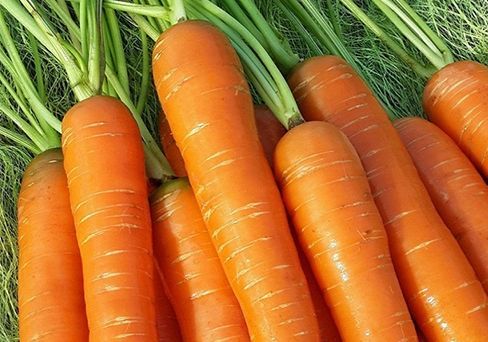 Морковь Нантская красная 2,0 г