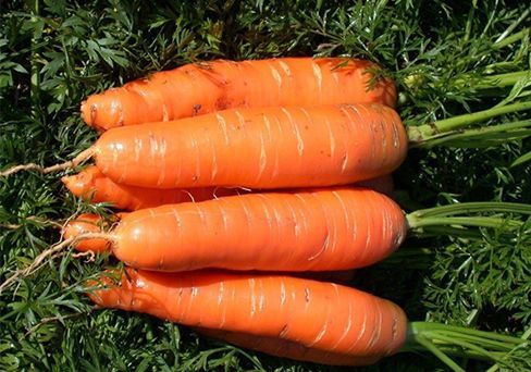 Морковь Корсар, семена 2 г