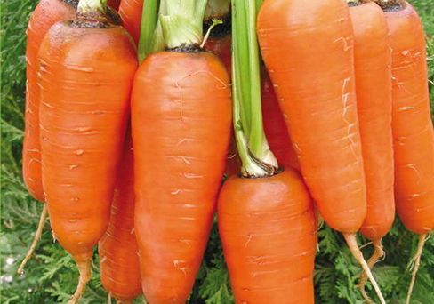 Морковь Абако F1, семена 0,5 г