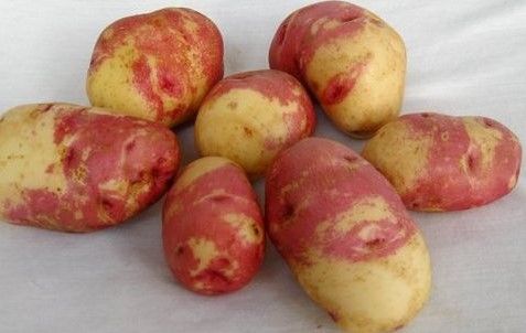 Картофель Гурман 1 кг семенной – купить в питомнике \