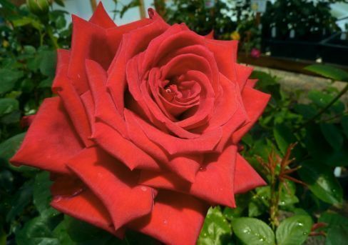Роза чайно-гибридная Гранд Аморе