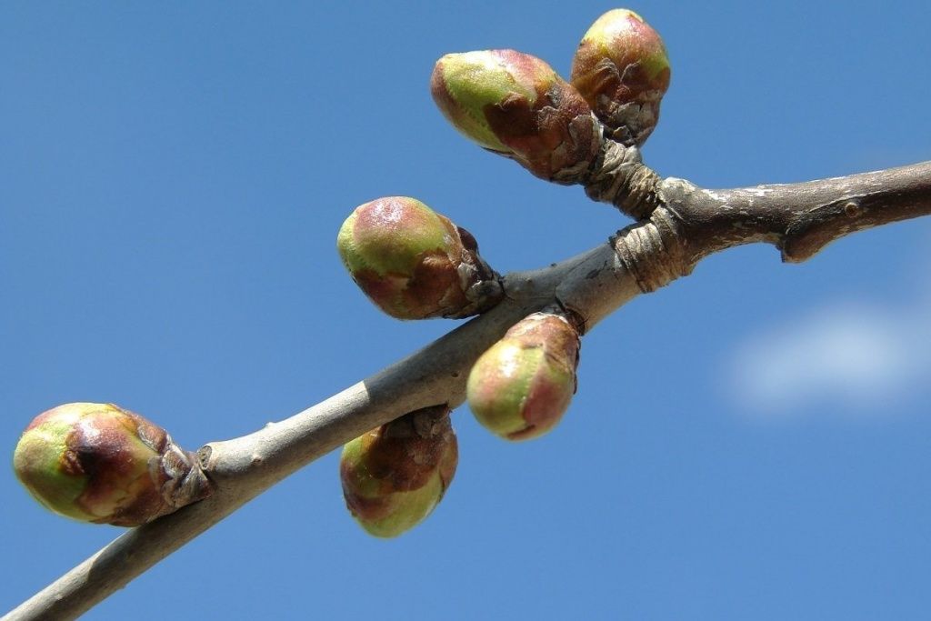 4 причины, по которым не плодоносит вишня