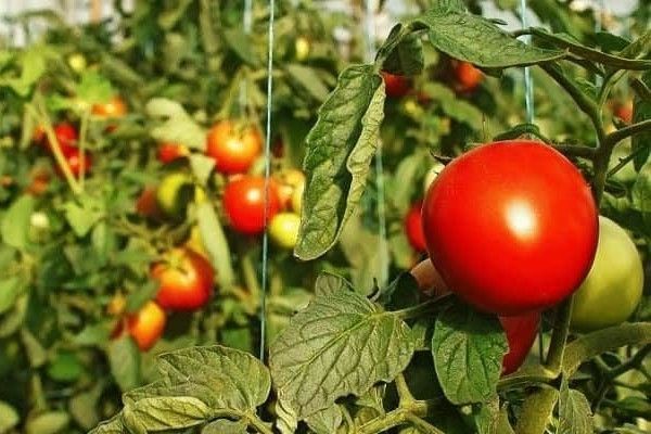 Фосфорные удобрения для томатов - находка для быстрого роста и богатогоурожая