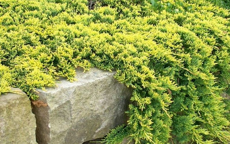 Juniperus-horizontalis-Golden-Carpet.jpg