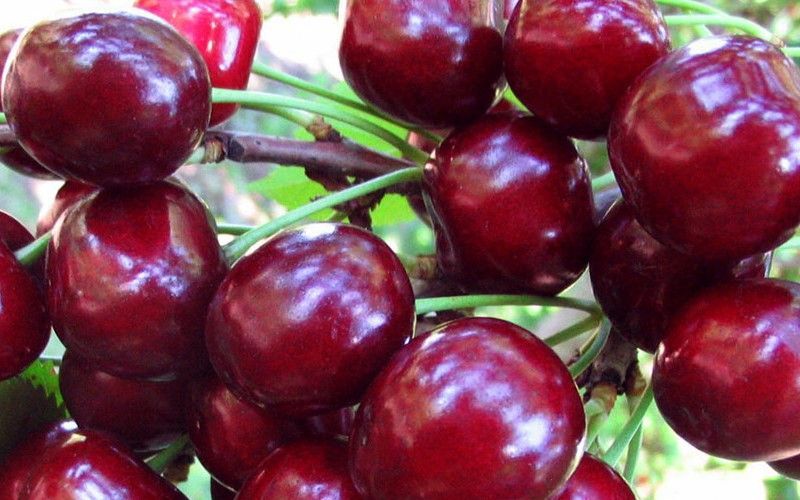ТОП-6 самых урожайных сортов вишни