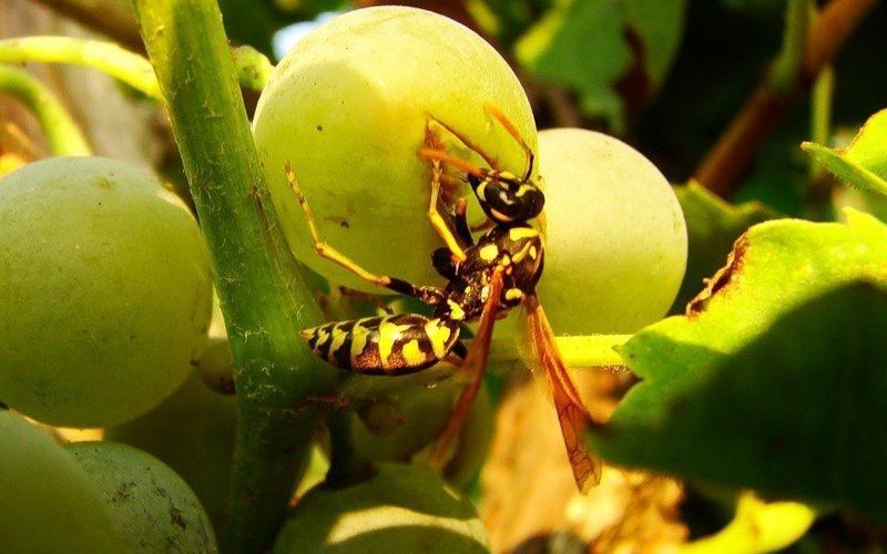 Спасаем урожай - как защитить виноград от нападения ос на ягоды