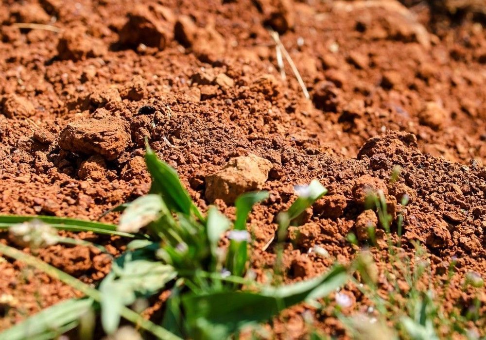 Секреты опытных садоводов - особенности глинистой почвы и способы ее улучшить