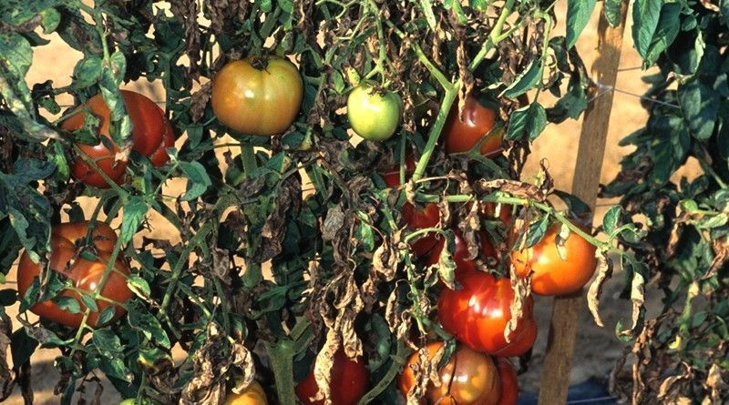 Альтернариоз томатов - уничтожающая болезнь. Как проявляется и что с этимделать?