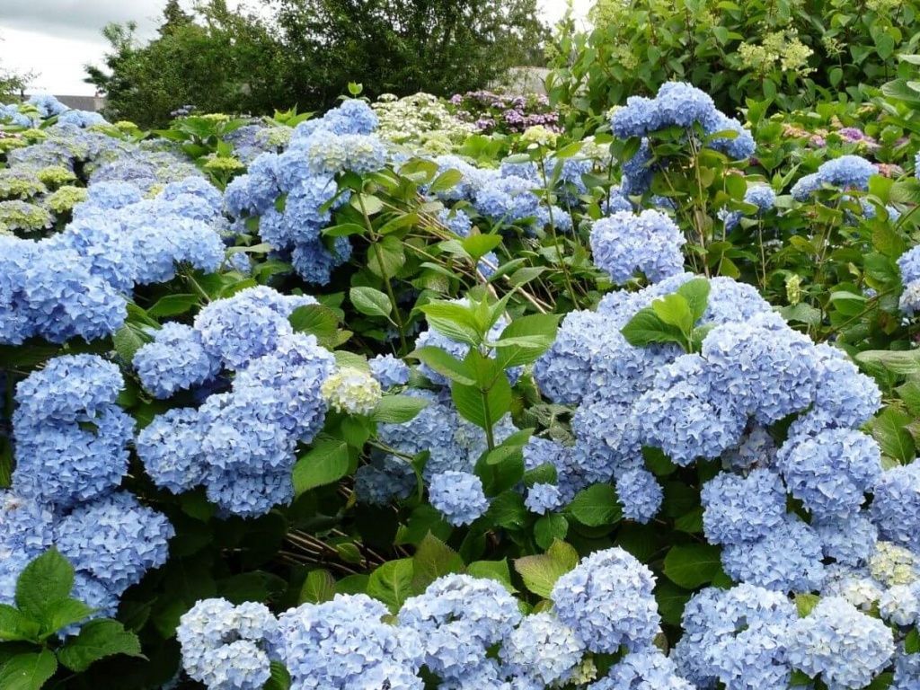 hydrangea-macrophylla-nikko-blue-33.jpg
