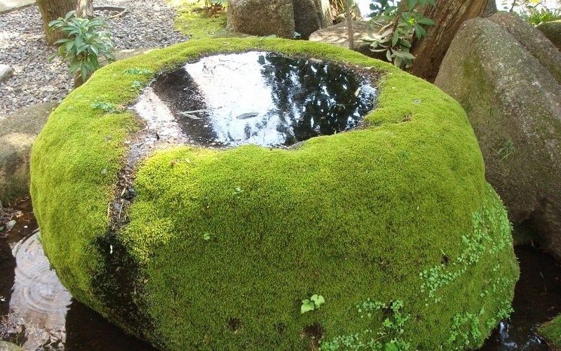 moss-garden.jpg