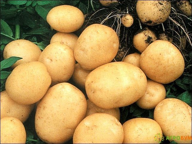 Картофель Колобок 1 кг