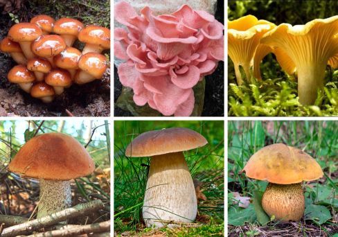 Комплект мицелия грибов 13 видов