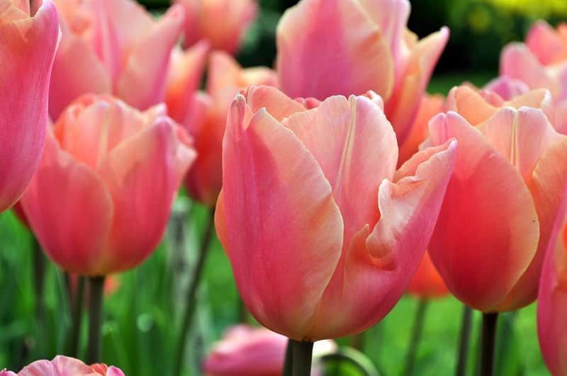 Тюльпан многоцветковый Драгон Кинг 5 шт.