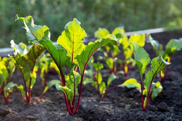 how-to-grow-beetroot-seedlings-min.jpg
