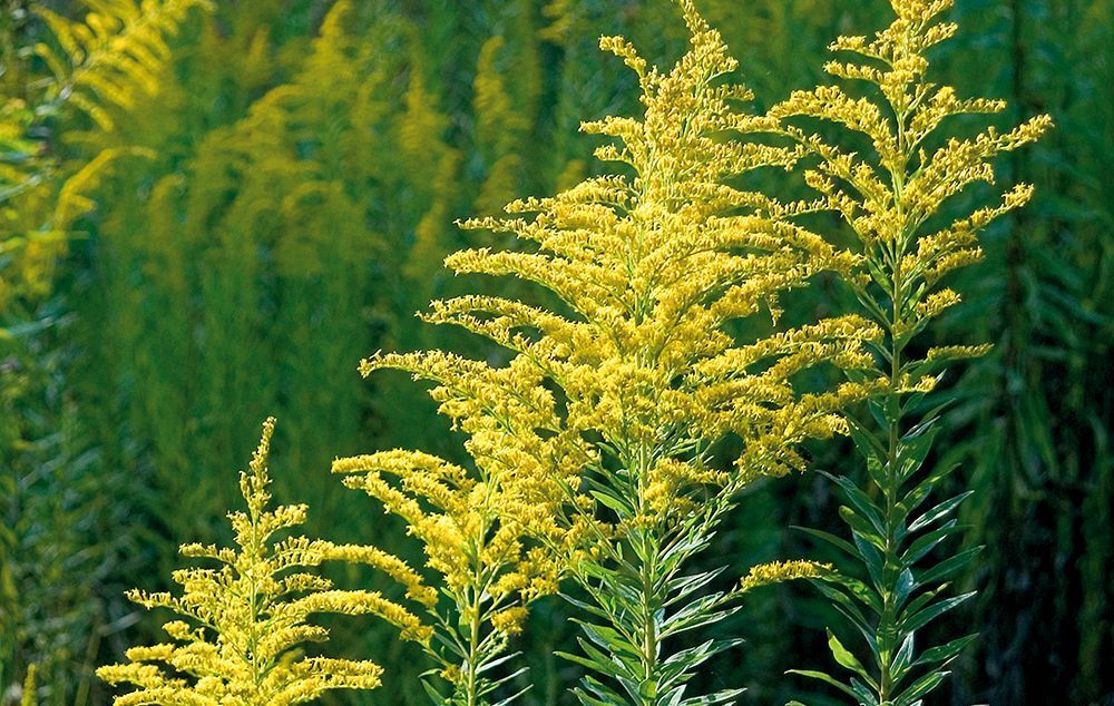 ТОП-5 растений, которые провоцируют аллергию в августе